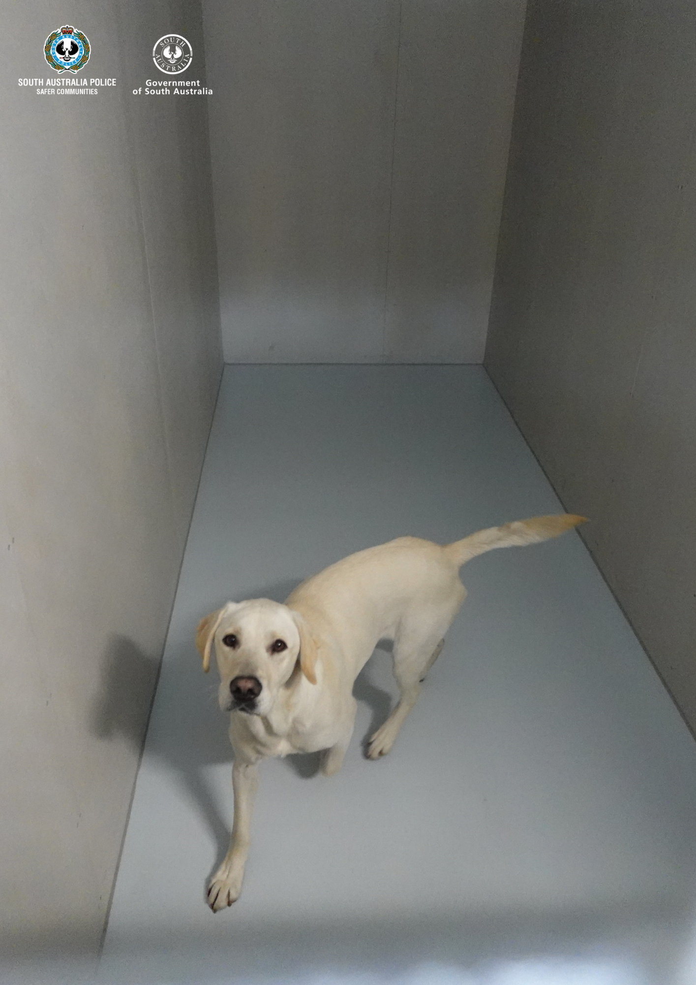 Police dog at the new City Staging facility 