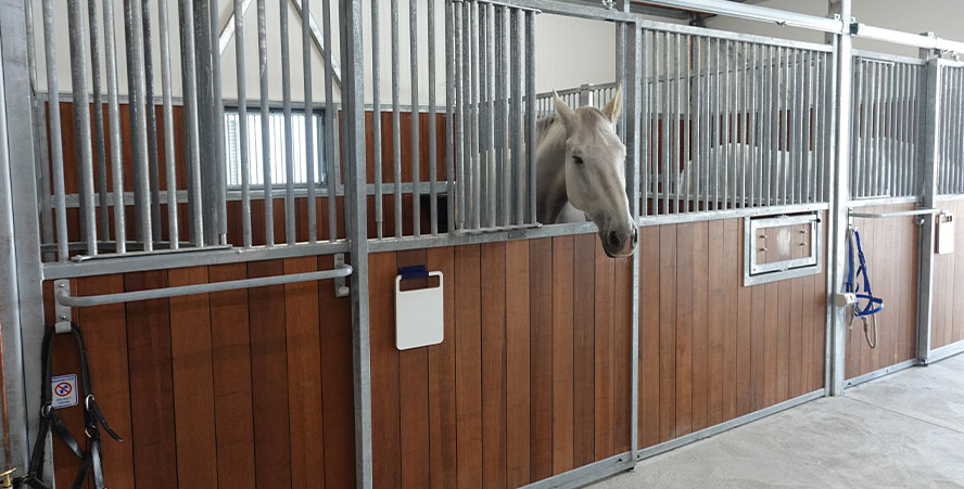 Photo of police horse at new stables in the City Staging facility